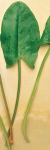 Raw Foods for Maintaining Overall Health Image